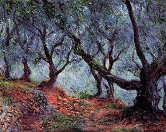 Роща оливковых деревьев в Бордигере