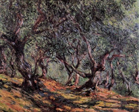 Оливковые деревья в Бордигере