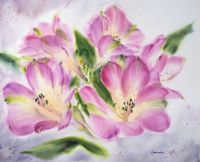 Картина альстромерия розовые цветы нежные альстрёмерия  макро букет